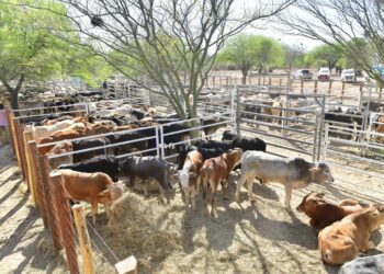 Ferias y remates paipperos durante noviembre