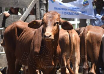 El próximo remate ganadero se hará en Las Lomitas