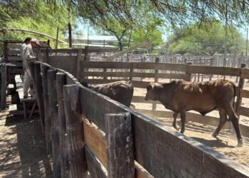 Este jueves se realizará el remate ganadero en Las Lomitas