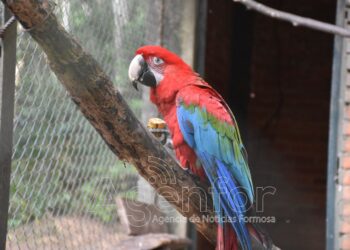 “Guaycolec” invita a la comunidad a conocer y valorar la fauna nativa