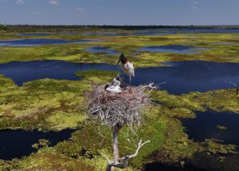 2 de febrero: Día Mundial de los Humedales