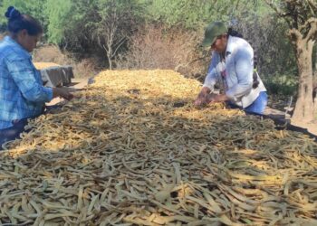 Harina de algarroba, una producción local acompañada por el Gobierno formoseño