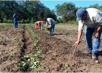 El CEDEVA brinda asistencia técnica para fortalecer el cultivo de batata en comunidades originarias