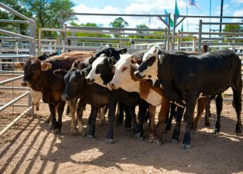 Formosa ratifica transparencia en la cadena ganadera: El aforo fiscal evoluciona con el mercado y se mantiene como el más competitivo del NEA