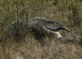Emocionante liberación de un ejemplar de oso hormiguero criado en Guaycolec