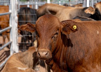 Competitividad, transparencia y apoyo a la producción: La ATP actualizó los aforos del sector primario acompañando la realidad del mercado