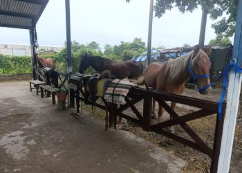 Se desarrolló la tercera jornada de capacitación del Programa Provincial de Equinoterapia