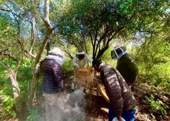 Formosa fortalece la actividad apícola con capacitaciones en terreno