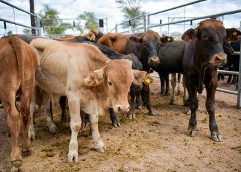 Ante el exceso hídrico, la COPROSA acordó una prórroga para la campaña de vacunación