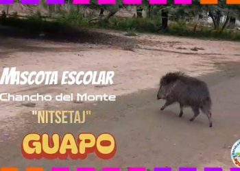 “Guapo”, la historia del manso chancho de monte del oeste formoseño
