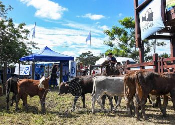 En junio se preparan tres remates ganaderos en distintos puntos de la provincia de Formosa