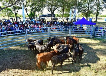 Avanzan los preparativos para la 12° Feria Ganadera Paippera en La Diosa