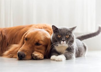 Formoseño creó una plataforma gratuita para ayudar a encontrar a mascotas perdidas y adoptar animales
