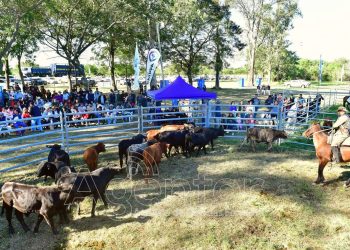 Feria Paippera en Ingeniero Juárez: Más de 1300 cabezas de ganado se esperan comercializar en el oeste formoseño     