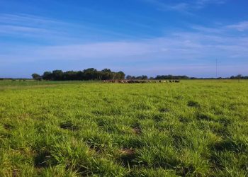 El Gobierno de Formosa fortalece la capacitación del sector ganadero con una jornada regional sobre pasturas