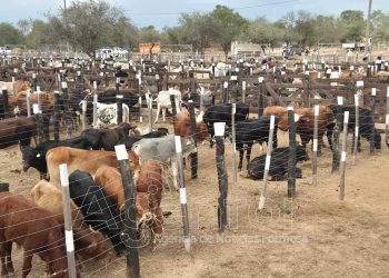 Se desarrolló la cuarta Feria Ganadera Paippera en la localidad de El Chorro