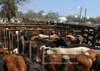 Por cuestiones climáticas se reprogramó la Feria Ganadera Paippera de Fortín Soledad