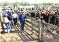 Fortín Soledad vivió una exitosa jornada de la Feria Ganadera Paippera