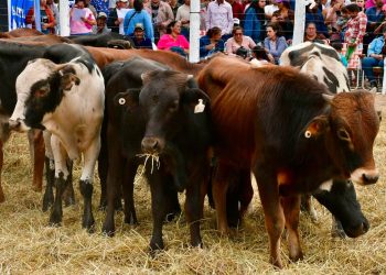 “El Niño”: MPyA dio recomendaciones a productores para resguardar producciones agrícolas y ganaderas