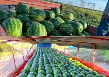 Productores del centro oeste comercializarán 140 toneladas de sandías en los principales centros de consumo del país