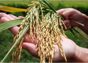 El arroz de Formosa aumentó su peso en la producción nacional de la mano de la inversión privada y el acompañamiento provincial