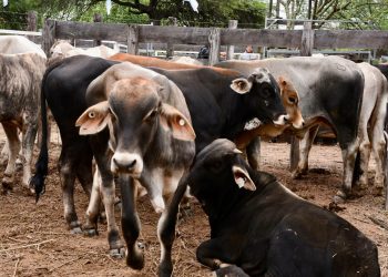 Exitosa Feria Ganadera Paippera en Puerto Irigoyen