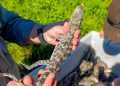 Formosa promueve la conservación y el uso sustentable del yacaré