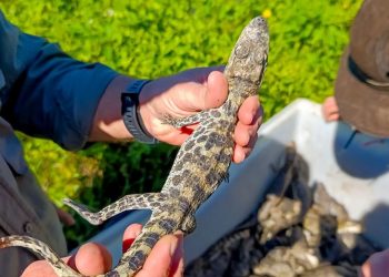Formosa promueve la conservación y el uso sustentable del yacaré