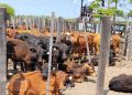 Feria Ganadera Paippera: Se comercializó una cifra superior a las mil cabezas de ganado en Laguna Blanca