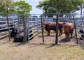 Productores de la región norte expresaron su conformidad con la Feria Ganadera Paippera