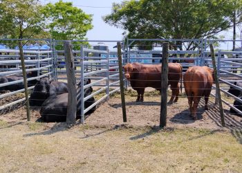 Productores de la región norte expresaron su conformidad con la Feria Ganadera Paippera
