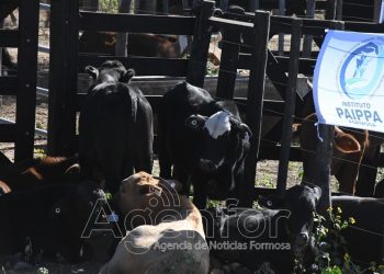 Este jueves habrá un remate ganadero en Puerto Irigoyen